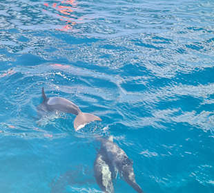 Delfin Tour Hurghada