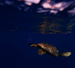 Schnorcheln Marsa Alam