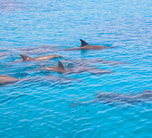 Delfinausflug mit Mo