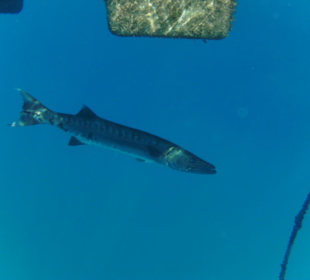 Barrakuda in der Nähe der Plattform