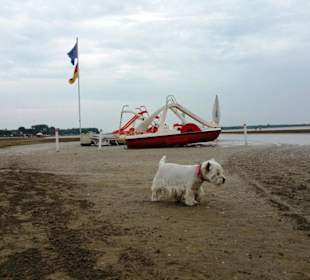 Am Hundebereich Strand