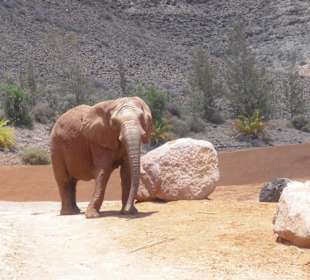 Elephant