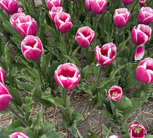 Floratuin Julianadorp