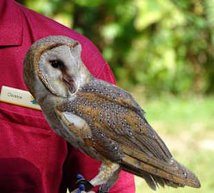 Jurong Bird Park Singapur