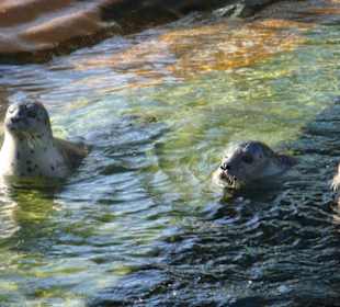 Seehunde im Aquarium
