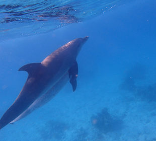 Einmalie Erlebnisse mit Mo´s Delfinen