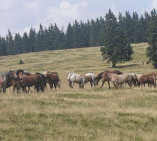 Parcul Natural Apuseni