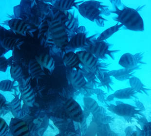 Tauchen Hurghada - Deutsche Tauchschule In Hurghada, Tauchku