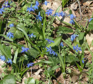 TraumRunde Schwanberg: Blumen am Wegesrand