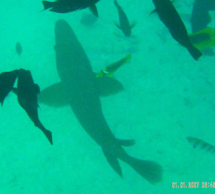 Schnorchelausflug mit Adam