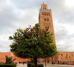 Mosche mit Orangenbaum