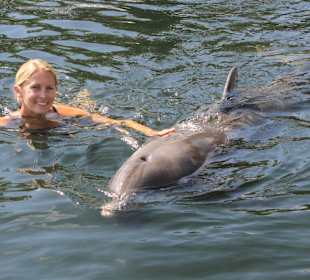 Schwimmen mit einem Delphin