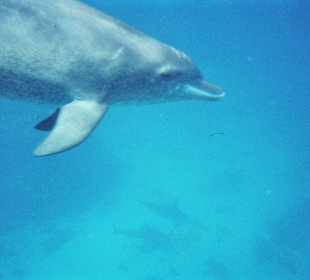 Dolphin