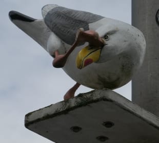 Möwe Jonathan im Kreisverkehr von Duhnen