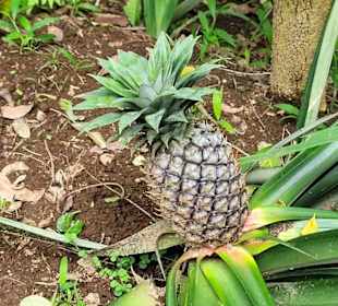 Ananas