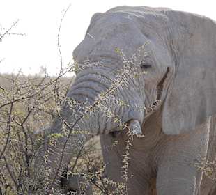 Etosha