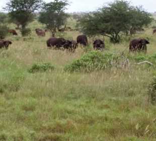 Sarova Salt Lick Game Lodge