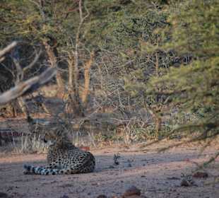 Cheetah auf der Cheetahtour