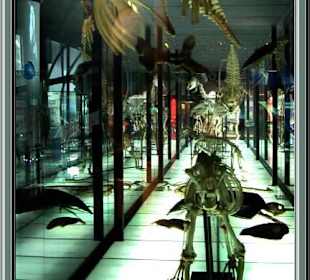 Elder-Museum Las Palmas