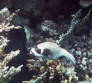 Maskenkugelfisch beim Riff