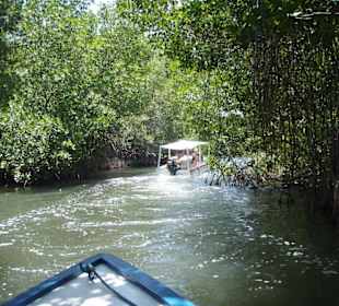 Durch die Mangroven