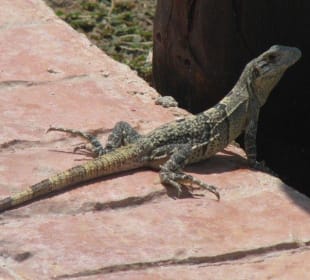 Leguan