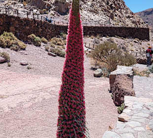 Wandern Puerto de la Cruz