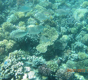 Am Hausriff direkt vor dem Hotel