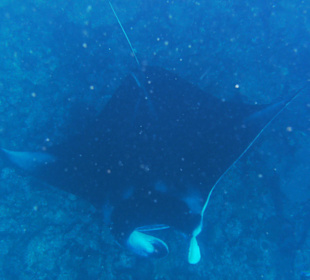 Manta