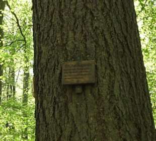 Wanderweg Hochgehwachsen