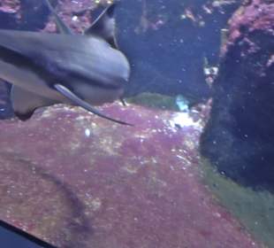 Aquarium