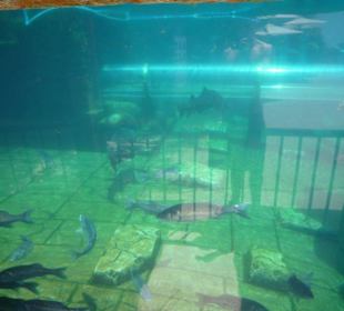 Becken & Röhre Tower of Power