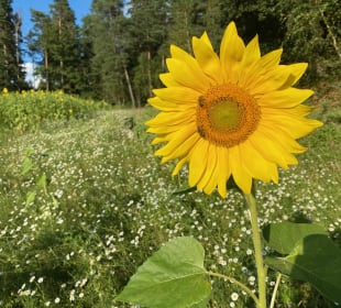 Gartenanlage