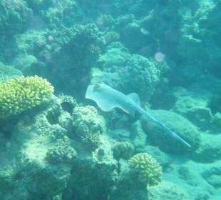 Unterwasser - Hotel Premier Le rêve