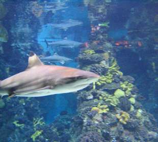 Barcelona Aquarium