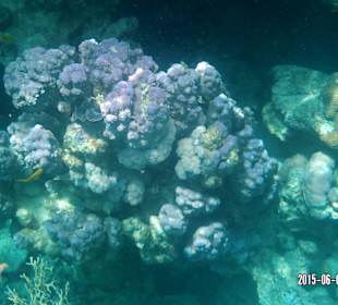 Korallenriff Fantasy