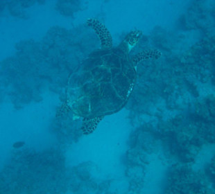 Schildkröte beim schnorcheln am Hausriff