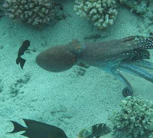 Schnorcheln Makadi Bay