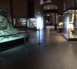 Museum der Naturkunde