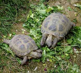 Zoo Osnabrück