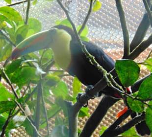 La Paz Waterfall Gardens