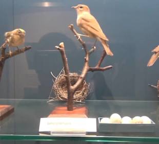 Naturkundemuseum