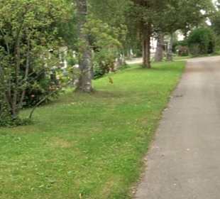 Friedhof Derendingen