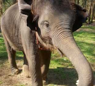 Elefantenhome