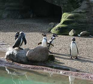 Pinguine 
