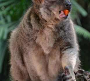 Singapur Zoo