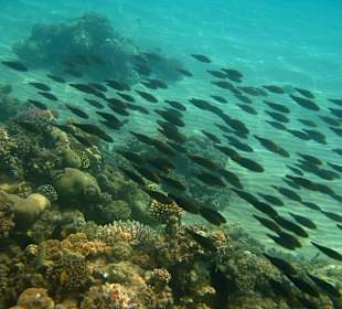 Underwater - the reef at the Swisscare