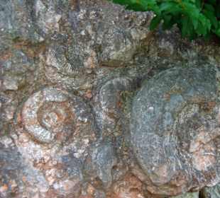 Versteinerungen ins Mauerwerk eingebracht