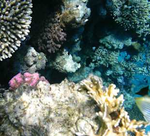 Unterwasserwelt Hotel Sharm Plaza