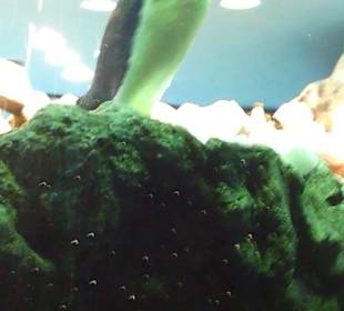 Ausflüge. Loro Park